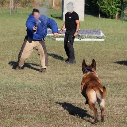 Exercice d'intervention avec chien