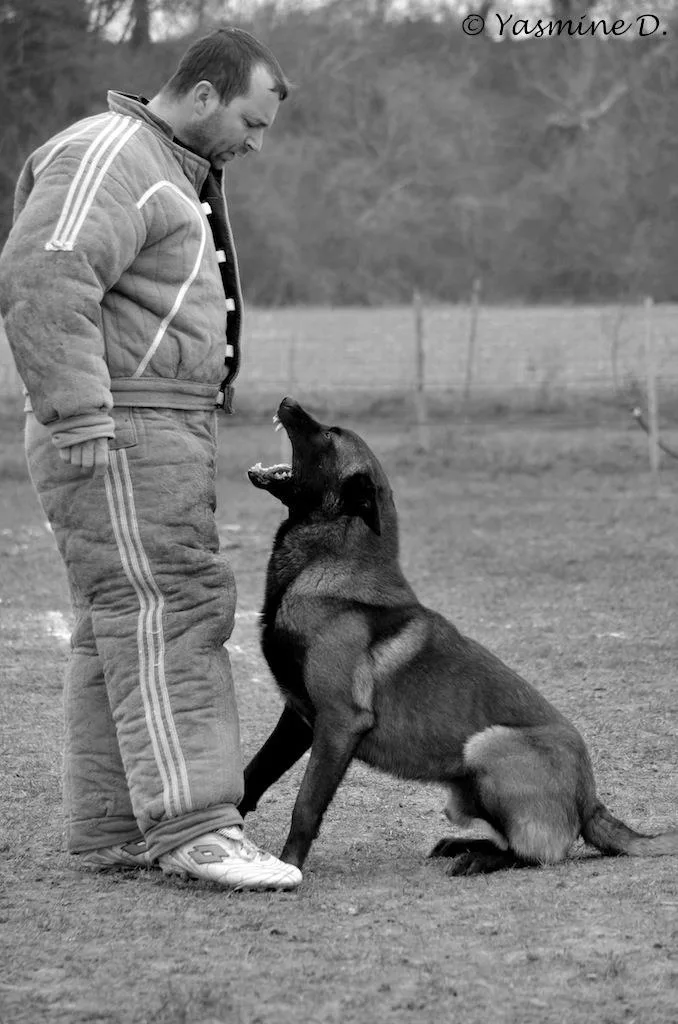 Maître-chien et son malinois à l'entraînement